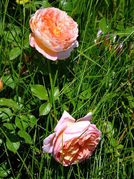 nn3 - 2016_05_06_Mai_Iunie