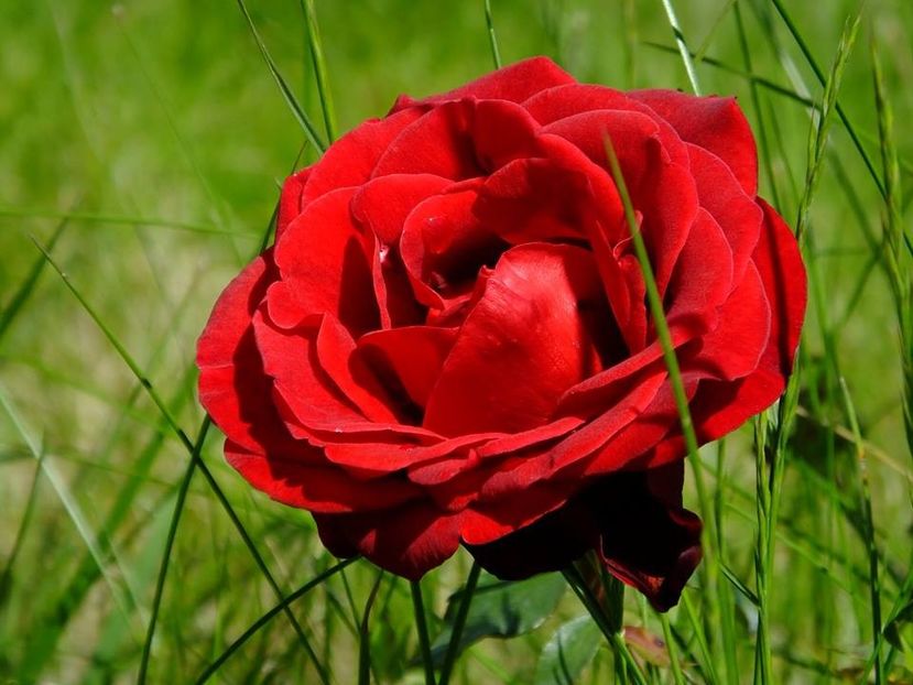 nn4 - 2016_05_06_Mai_Iunie