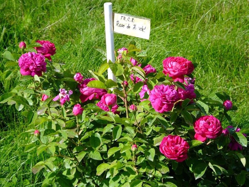 rose de rescht 2 - 2016_05_06_Mai_Iunie