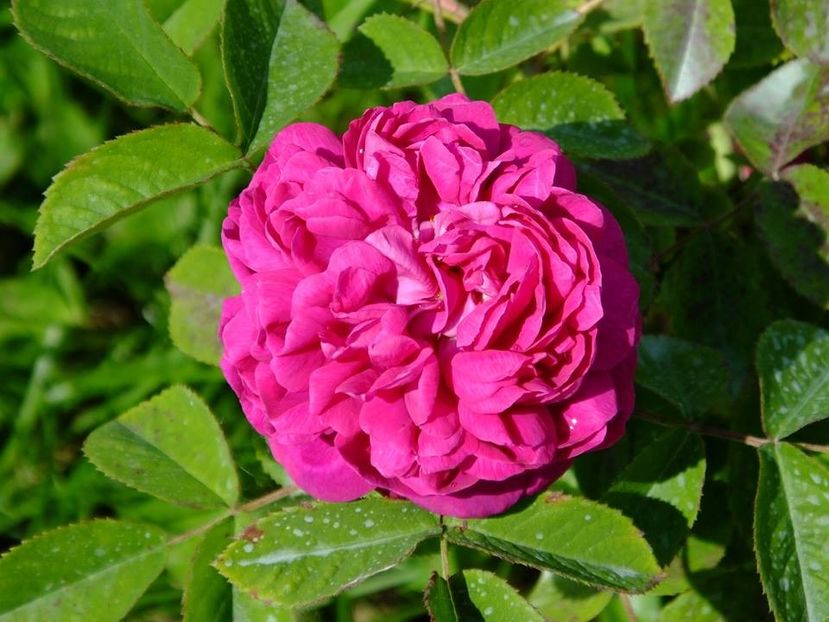 rose de rescht 3 - 2016_05_06_Mai_Iunie