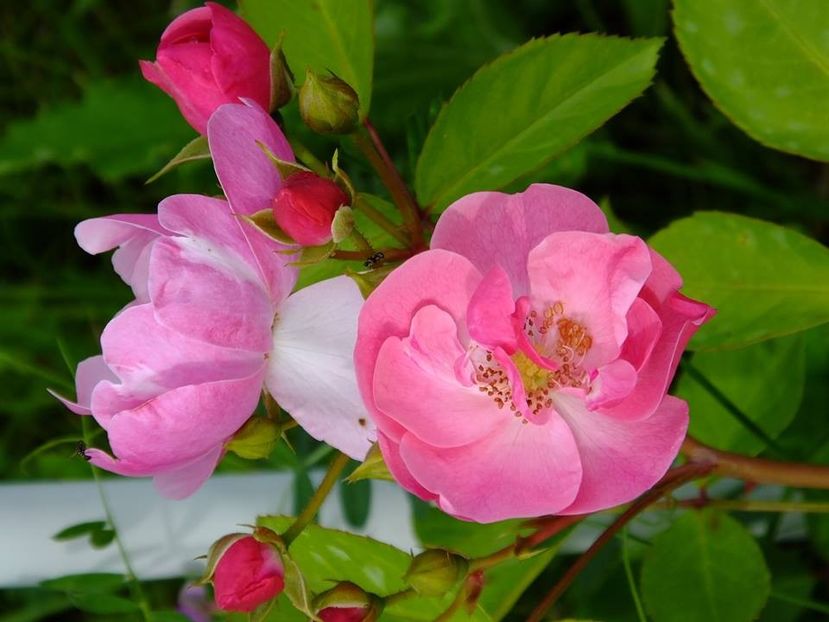 angela 1 - 2016_05_06_Mai_Iunie