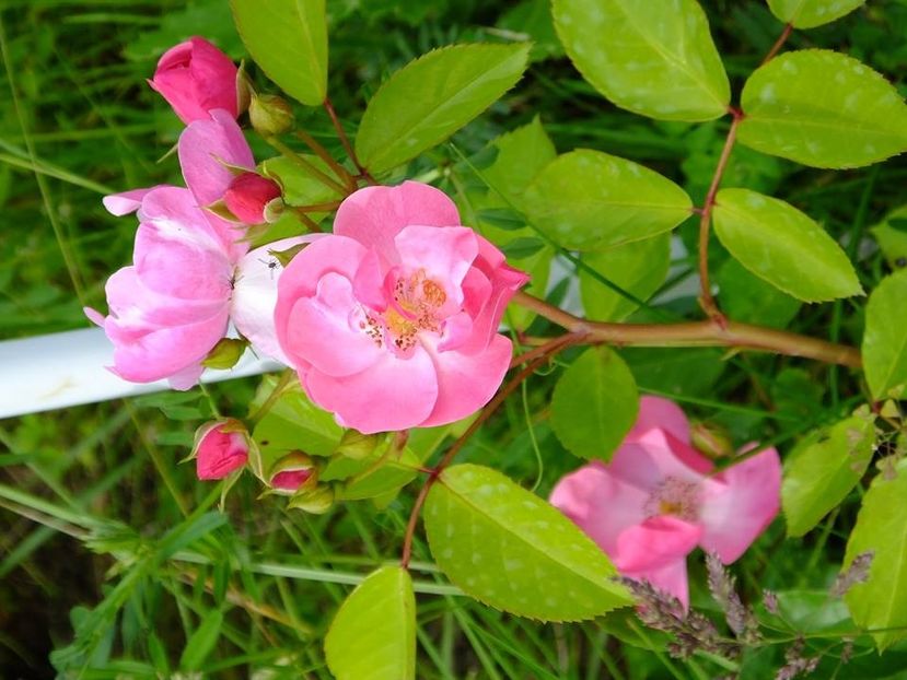 angela 2 - 2016_05_06_Mai_Iunie