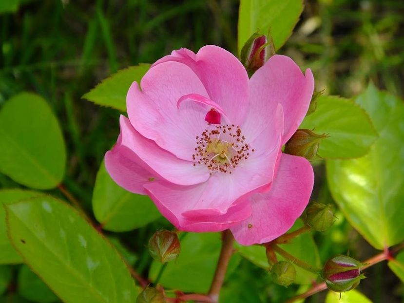 angela3 - 2016_05_06_Mai_Iunie