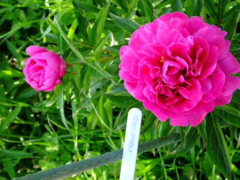 bujor francois ortegant 2 - 2016_05_06_Mai_Iunie