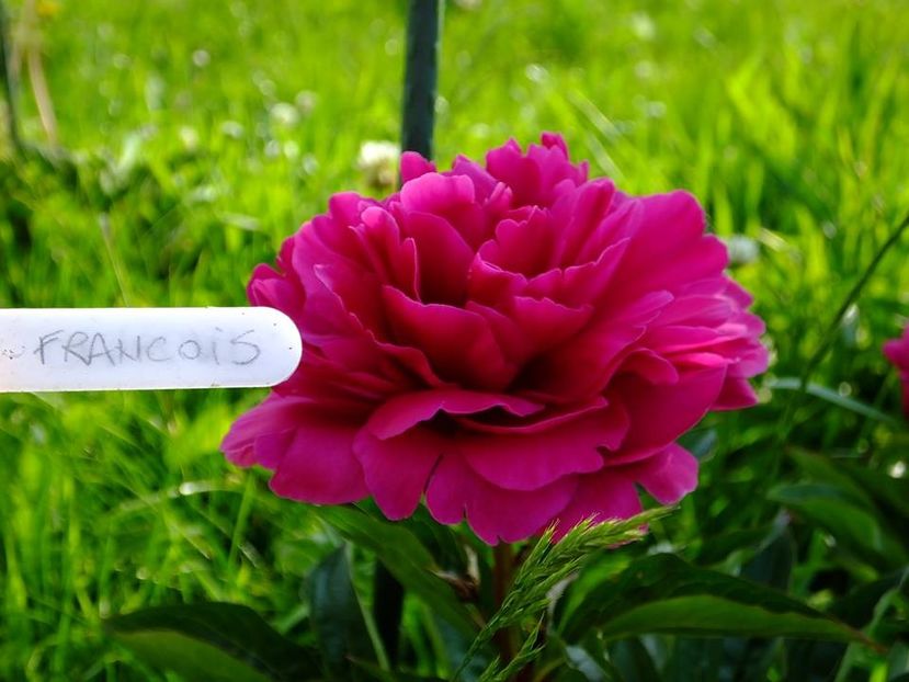 bujor francois ortegant 3 - 2016_05_06_Mai_Iunie