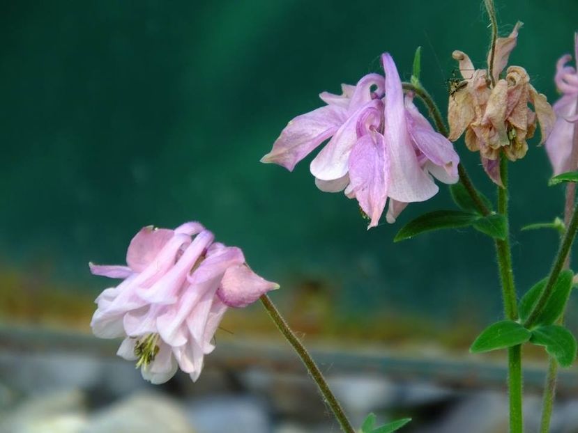 caldaruse 1 - 2016_05_06_Mai_Iunie