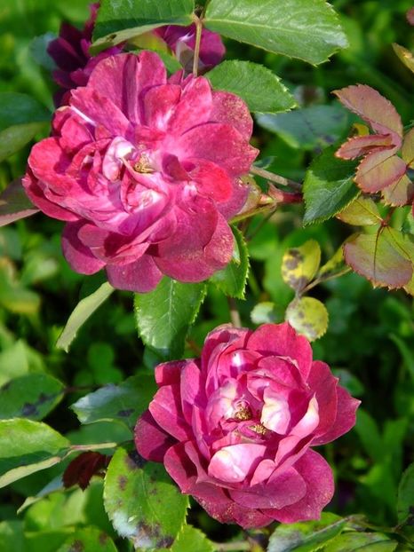 cardinal hume 1 - 2016_05_06_Mai_Iunie