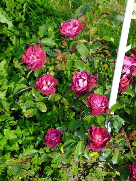 cardinal hume 2 - 2016_05_06_Mai_Iunie