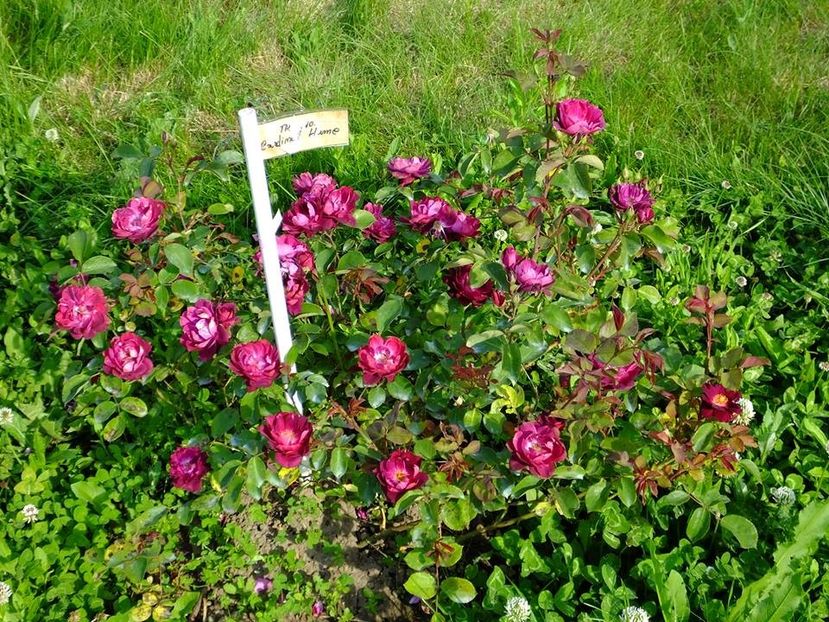 cardinal hume3 - 2016_05_06_Mai_Iunie