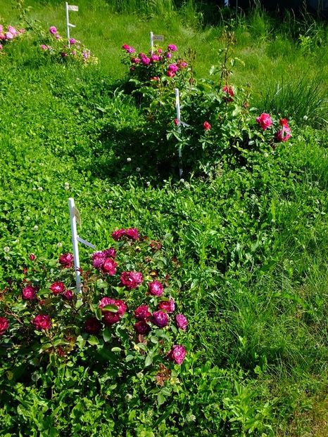 cerc 1 - 2016_05_06_Mai_Iunie