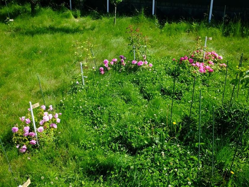 cerc 2 - 2016_05_06_Mai_Iunie