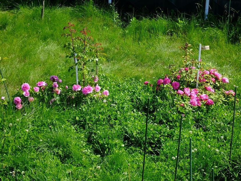 cerc 3 - 2016_05_06_Mai_Iunie