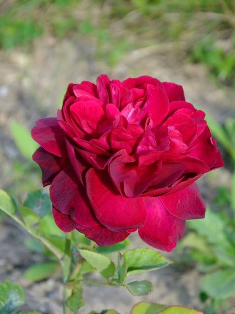 darcy busell 2 - 2016_05_06_Mai_Iunie