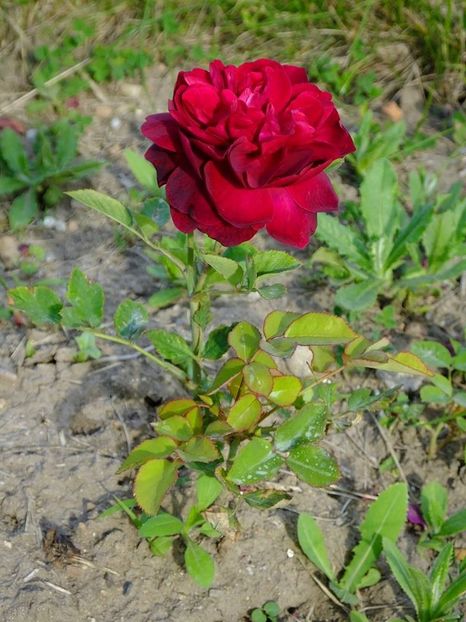 darcy busell 2l - 2016_05_06_Mai_Iunie