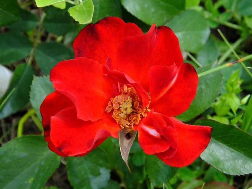 foc tabara 1 - 2016_05_06_Mai_Iunie