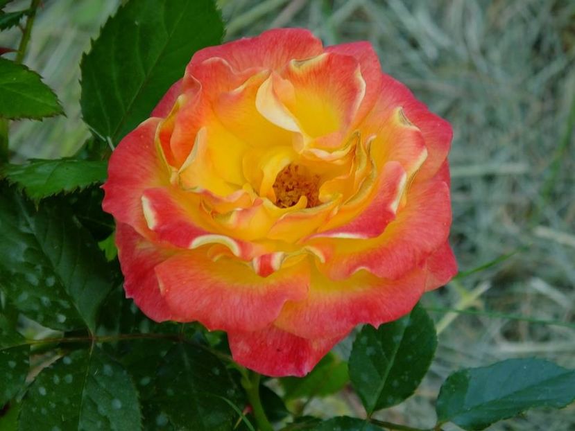 gartenspass 1 - 2016_05_06_Mai_Iunie