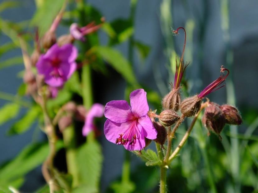 geranium - 2016_05_06_Mai_Iunie