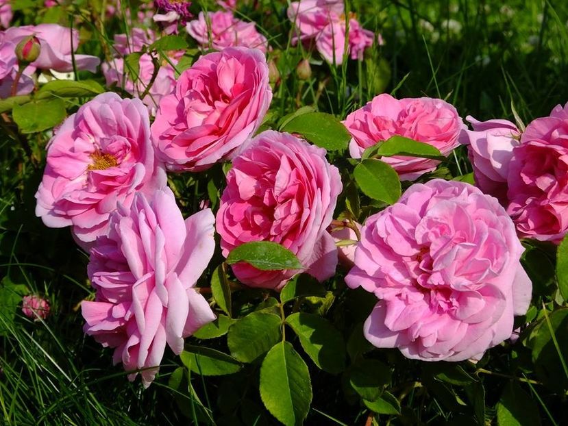 gertrude 1 - 2016_05_06_Mai_Iunie