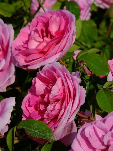 gertrude 2 - 2016_05_06_Mai_Iunie