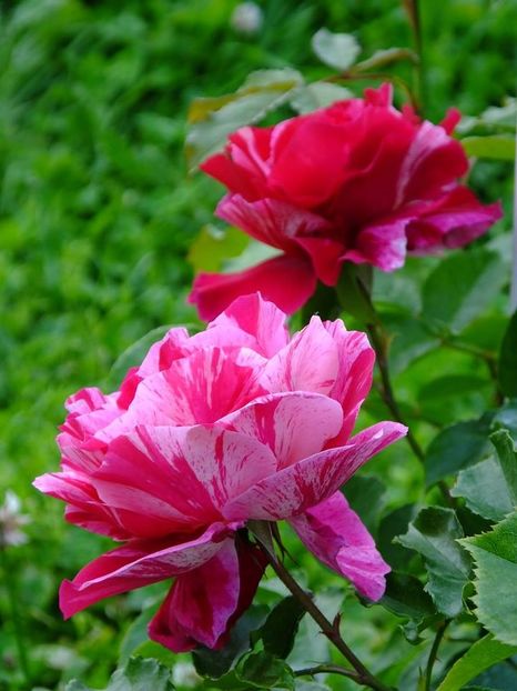 guy savoy 1 - 2016_05_06_Mai_Iunie