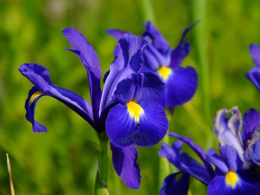 iris holl 1 - 2016_05_06_Mai_Iunie