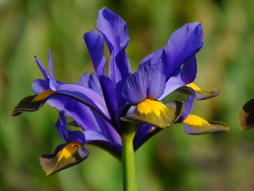 iris holl 3 - 2016_05_06_Mai_Iunie