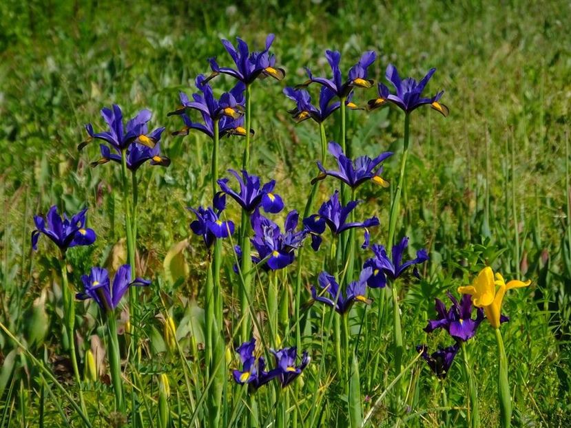 iris holl 5 - 2016_05_06_Mai_Iunie