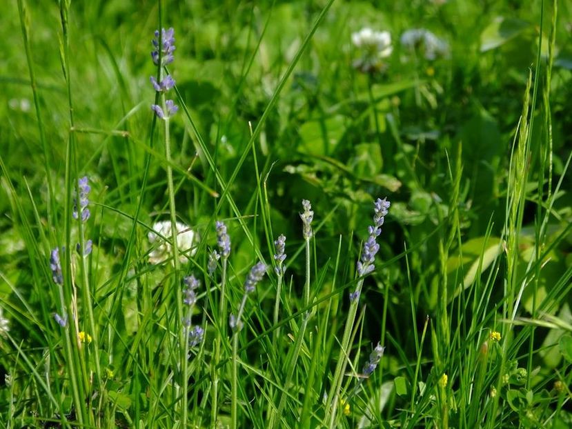 lavanda 5 - 2016_05_06_Mai_Iunie