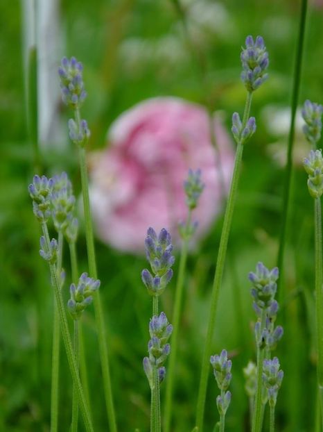 lavanda1 - 2016_05_06_Mai_Iunie