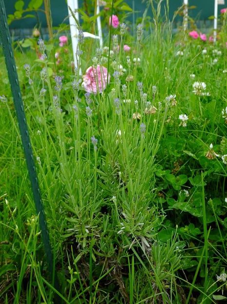 lavanda2 - 2016_05_06_Mai_Iunie