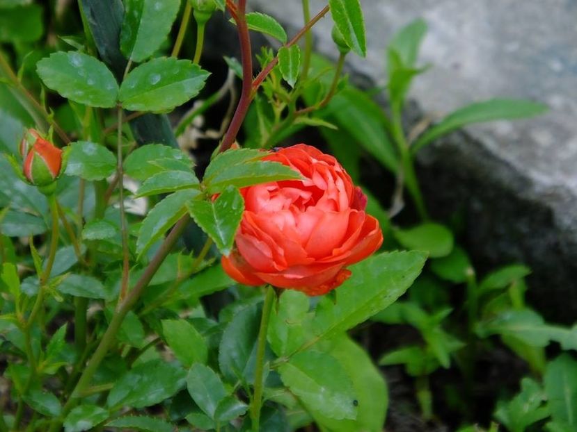 orange morsdag 3 - 2016_05_06_Mai_Iunie