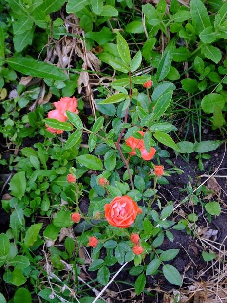 orange morsdag - 2016_05_06_Mai_Iunie