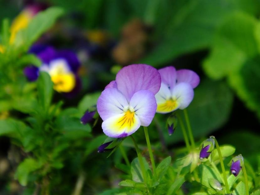 panselute1 - 2016_05_06_Mai_Iunie