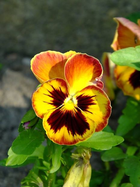 panselute2 - 2016_05_06_Mai_Iunie