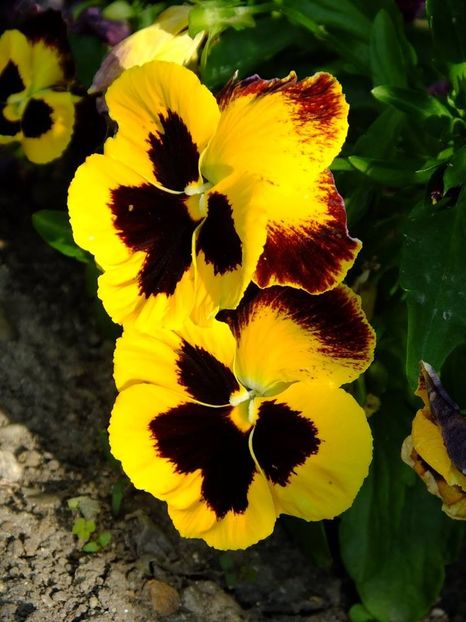 panselute4 - 2016_05_06_Mai_Iunie