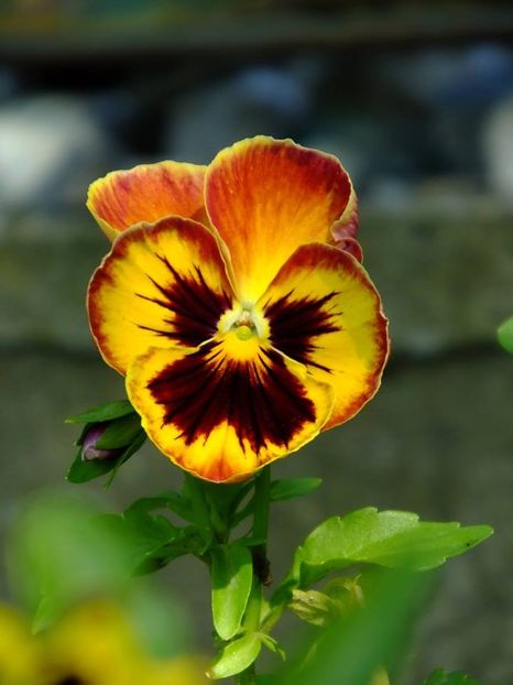 panselute9 - 2016_05_06_Mai_Iunie