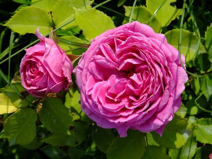 pereire 3 - 2016_05_06_Mai_Iunie