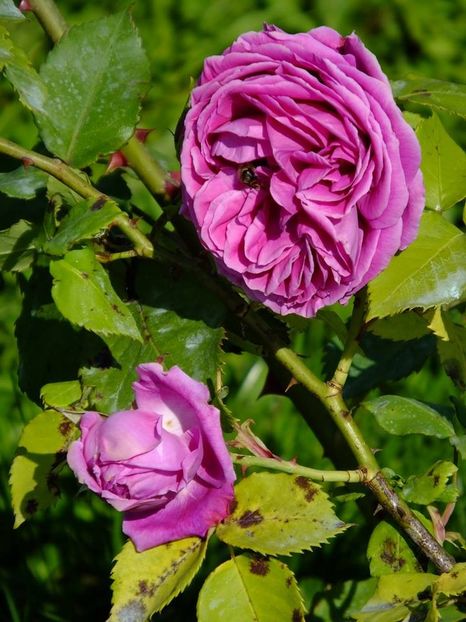 pereire 4 - 2016_05_06_Mai_Iunie