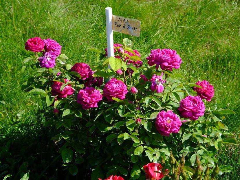 rose de rescht 1 - 2016_05_06_Mai_Iunie