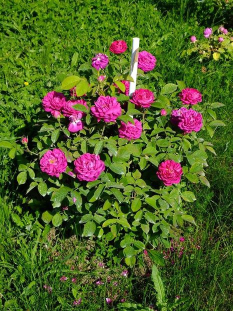 rose de rescht 3 - 2016_05_06_Mai_Iunie