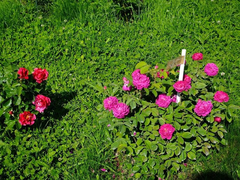 rose de rescht 5 - 2016_05_06_Mai_Iunie