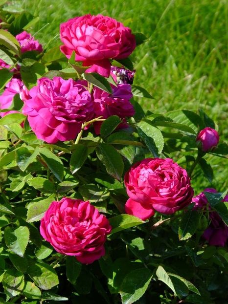 rose de rescht 6 - 2016_05_06_Mai_Iunie