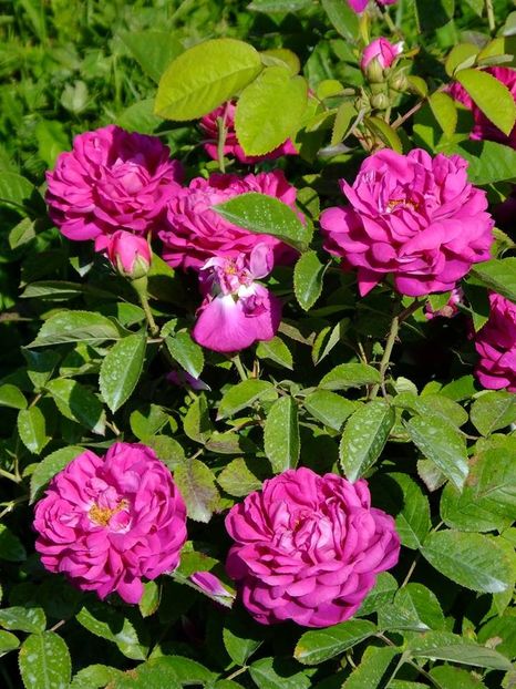 rose de rescht3 - 2016_05_06_Mai_Iunie