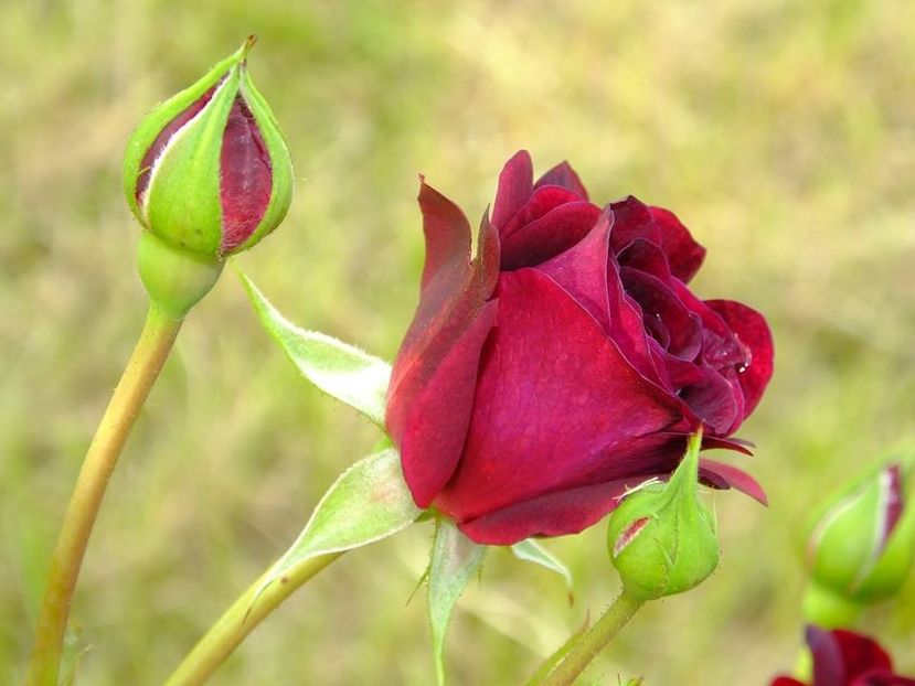 tradescant 1 - 2016_05_06_Mai_Iunie