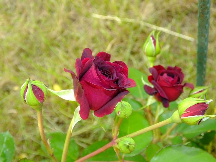 tradescant 2 - 2016_05_06_Mai_Iunie