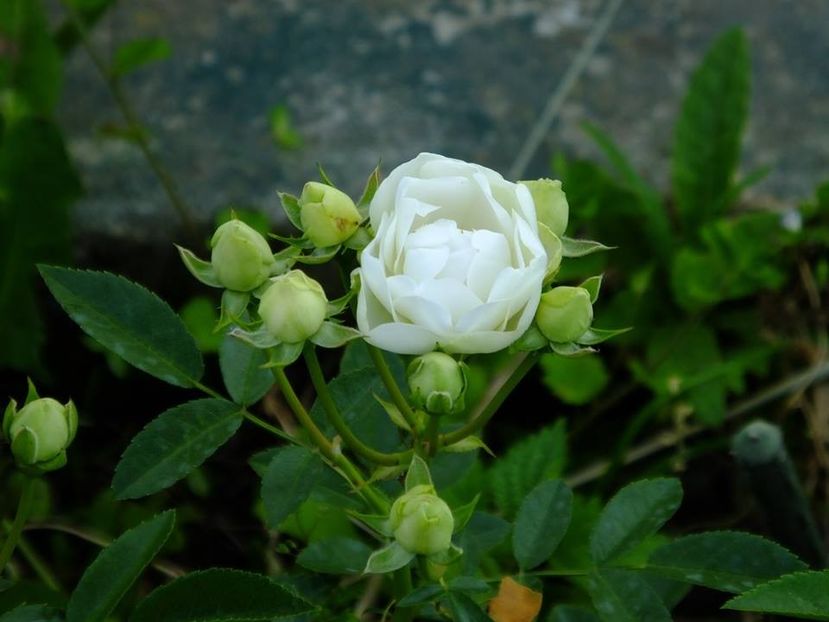 white morsdag 2 - 2016_05_06_Mai_Iunie