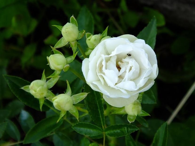 white morsdag - 2016_05_06_Mai_Iunie