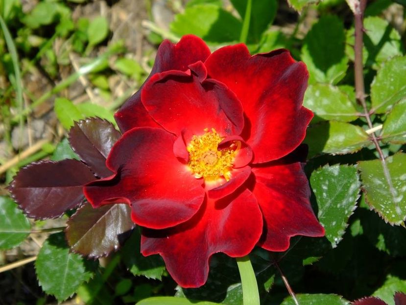 zeelandia 1 - 2016_05_06_Mai_Iunie