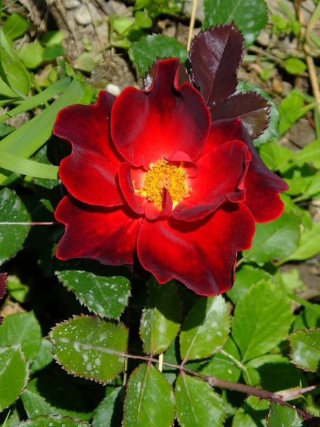 zeelandia 2 - 2016_05_06_Mai_Iunie