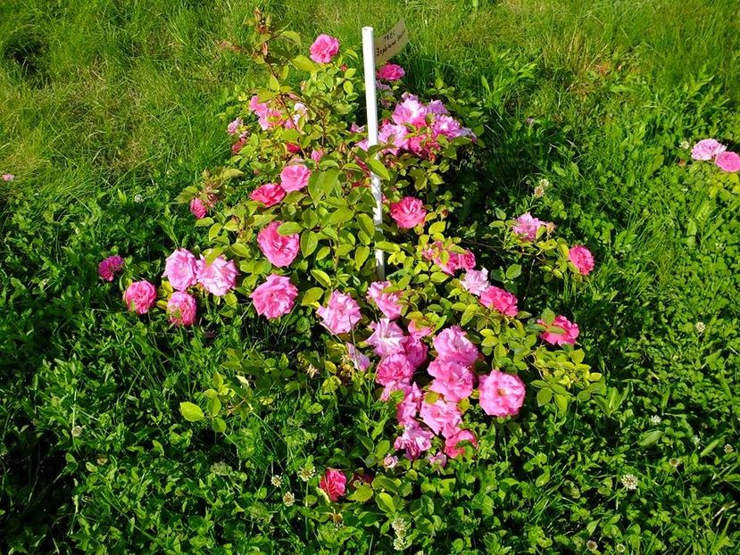 zephirine 1 - 2016_05_06_Mai_Iunie